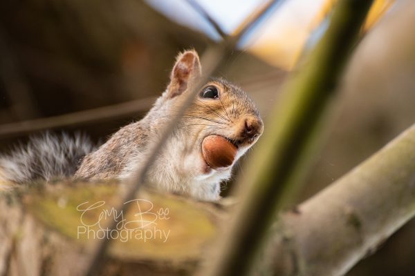 close_up_squirrel