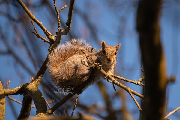 Squirrel_in_tree