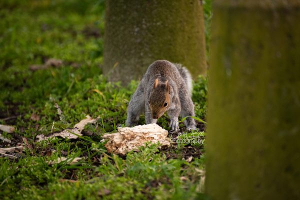 squirrel_burying_nut_2